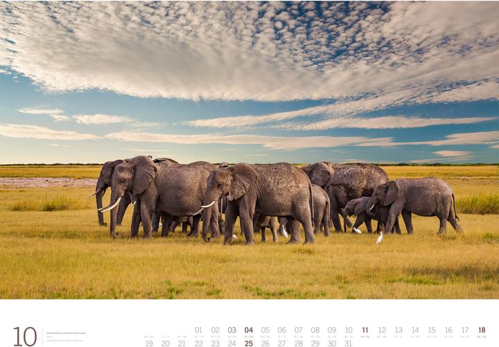 Produktbild Afrika - Gallery Kalender 2026 (66 x 50 cm, Harter Einband, Englisch, Deutsch)