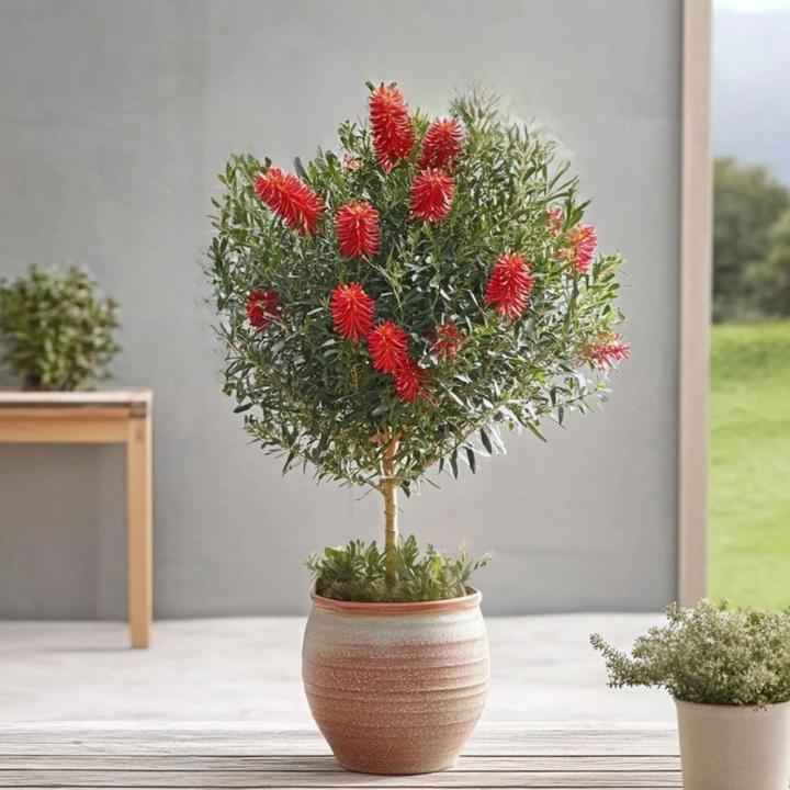 Immagine prodotto Plant in a Box Callistemon citrinus 'Splendens' - Pulitore per lampade (90 cm)
