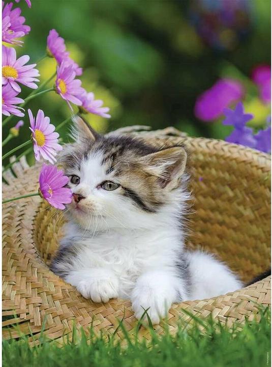 Image du produit Ravensburger Puzzle Chats 2 x 500 pièces (500 pièces)