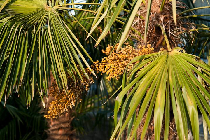 Actual product image Plant in a Box Trachycarpus Fortunei - (35 cm)