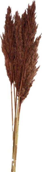 Image du produit Dijk Plume reed long Kyan (Fleurs séchées)