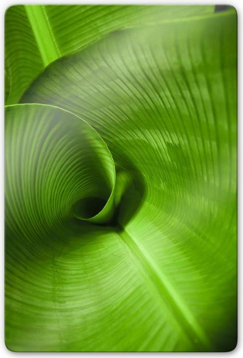 Image du produit Trenddeko feuille de bananier (40 x 60 cm)