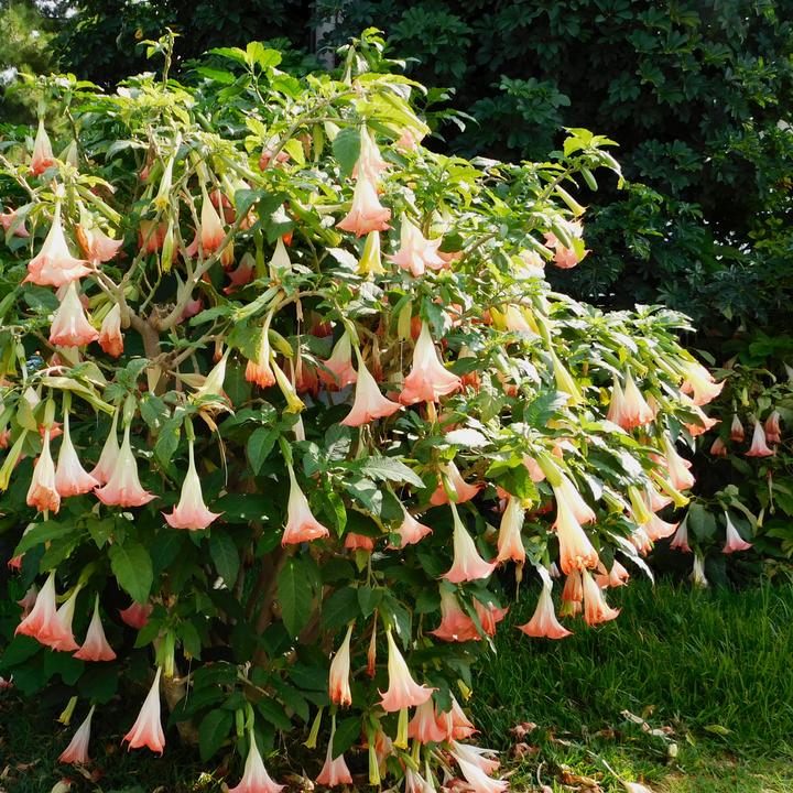 Produktbild Plant in a Box Brugmansia versicolor, sanguinea, suaveolens - 6er Set Engelstrompete (25 cm)