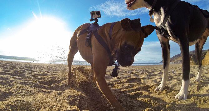 Image du produit GoPro Fetch harnais pour chien (Héros 7, Universel, Action Osmo)