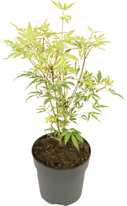Immagine prodotto Plant in a Box Acer palmatum 'Butterfly' - Acero (25 cm)