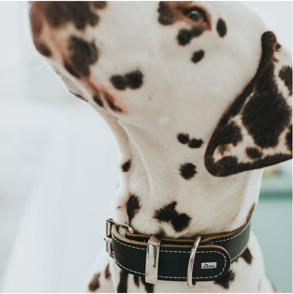 Actual product image Hunter Collar Aalborg Special (40, 41, 42, 43, 44, 45, 46, 47, 48, Dog, Dog sport)