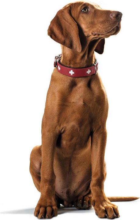 Immagine prodotto Hunter Collare in vera pelle svizzera (Cane, Generale)