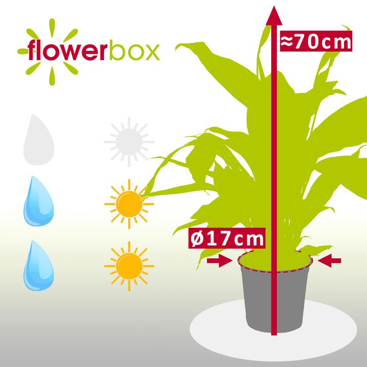 Produktbild Flowerbox Einblatt - Spathiphyllum (70 cm)