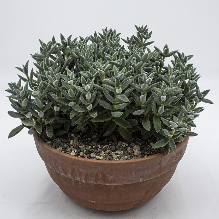 Actual product image Kakteen Gautschi Crassula tarantula (25 cm)