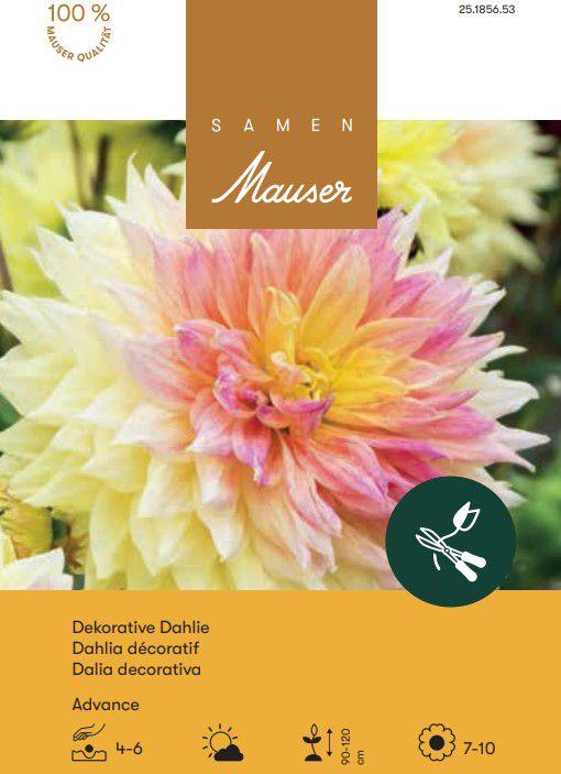Produktbild Samen Mauser Riesenblüten-Dahlie Advance (Blumenzwiebel)