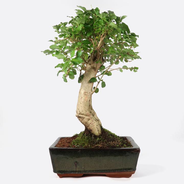 Produktbild Bonsai.ch Gymnocalycium mihanovichii