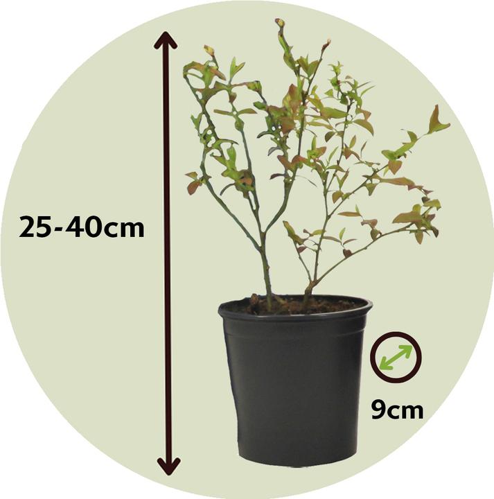 Produktbild Plant in a Box Vaccinium corymbosum 'Sunshine Blue' - 3er Set Blaubeere (25 cm)