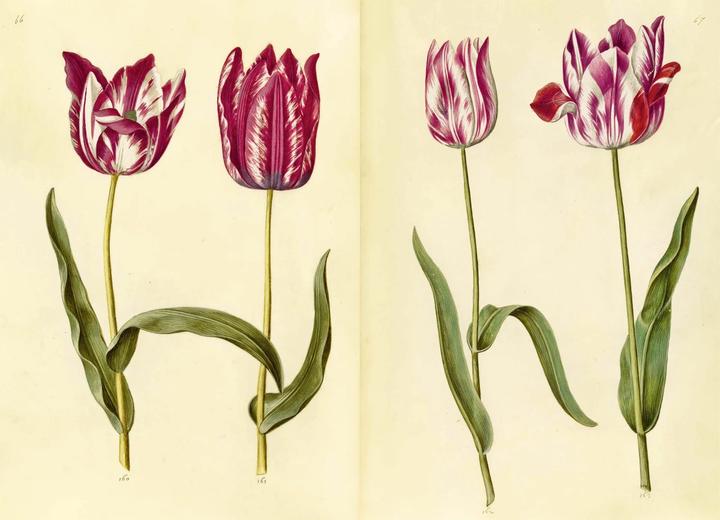 Produktbild Das Grüne Florilegium – The Green Florilegium (dt./engl.) (Deutsch, Hanne Kolind Poulsen, 2019)