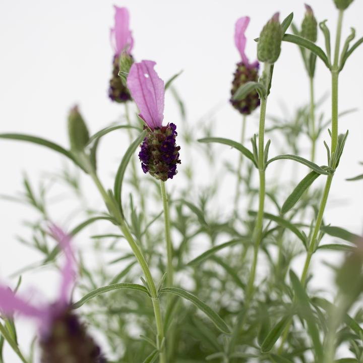 Image du produit Plant in a Box Lavandula stoechas 'Anouk' - Arbre à lavande (45 cm)
