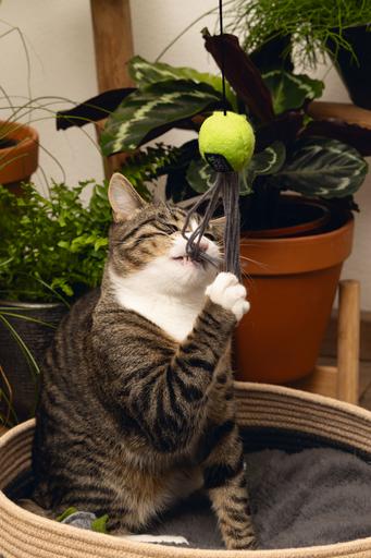Actual product image Beeztees Minus One Cat Fishing Rod (Catmint toy)