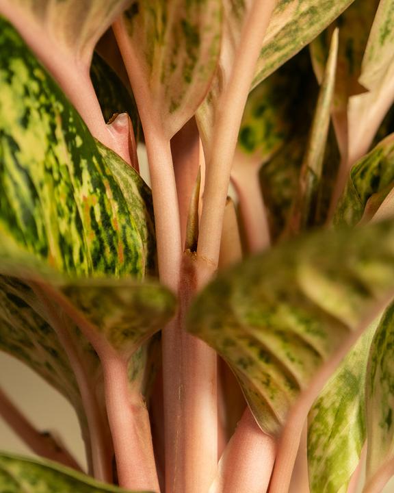Immagine prodotto feey Aglaonema Painted Celebration (55 cm, Appena rinvasata)