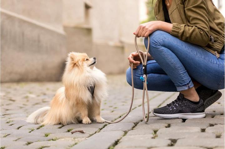 Produktbild Curli Hundeleine Stretch Comfort ø 8 mm / 1.8 m, Sun Orange (M, Hund, Allgemein)