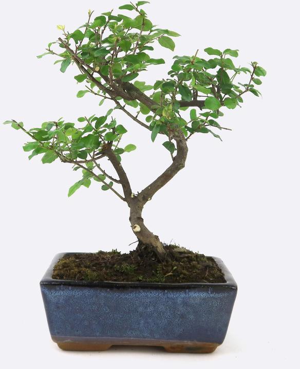 Actual product image Bonsai.ch Sageretia thea False tea