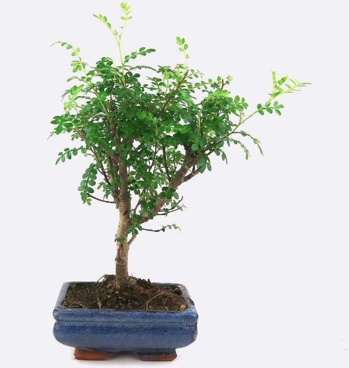 Actual product image Bonsai.ch Zanthoxylum Szechuan pepper