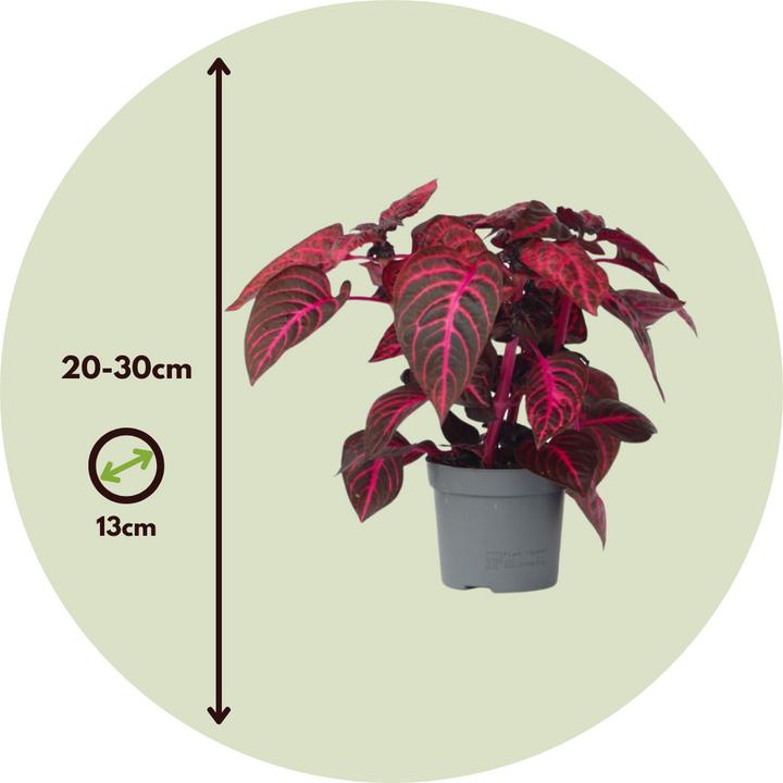 Actual product image Plant in a Box Iresine Herbstii - Set of 2 Blood Leaf (20 cm)