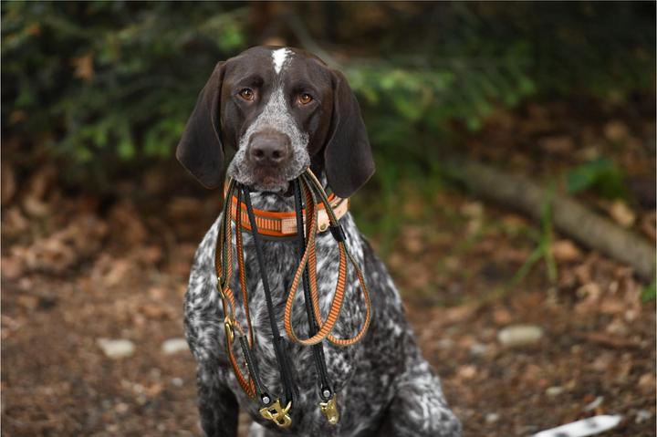 Actual product image Niggeloh Welding belt 20 mm (One size, Dog, Dog sport)