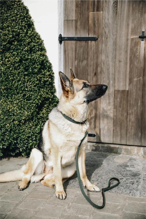 Produktbild Kentucky Dogwear Geknüpfte Nylon Hundeleine (Hund)