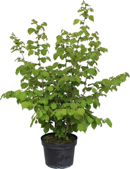 Produktbild Zulauf Haselnussstrauch / Corylus avellana (100 cm)