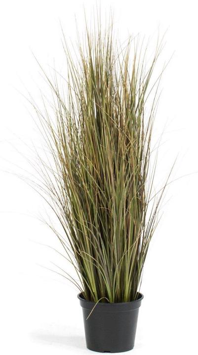 Produktbild Fleur Ami Zwiebelgras (91 cm)