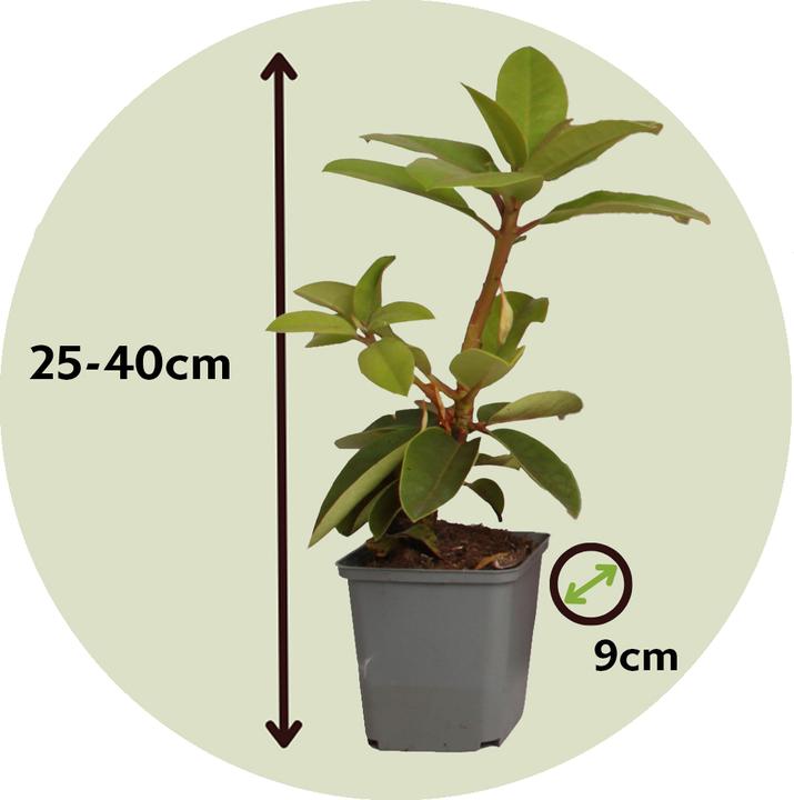 Produktbild Plant in a Box Rhododendron catawbiense purple, Cunningham's White, Elegans Pink - 6er Set Gartenpflanzen (25 cm)