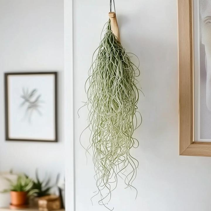 Produktbild Plant in a Box Tillandsia Usneoides (Spanisches Moos) (25 cm)