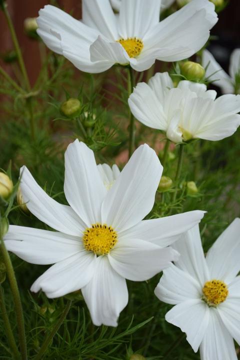 Immagine prodotto Säntispracht Cosmos, il nostro successo estivo a fioritura prolungata - Cosmos bipinnatus 'Sonata White' (80 cm)