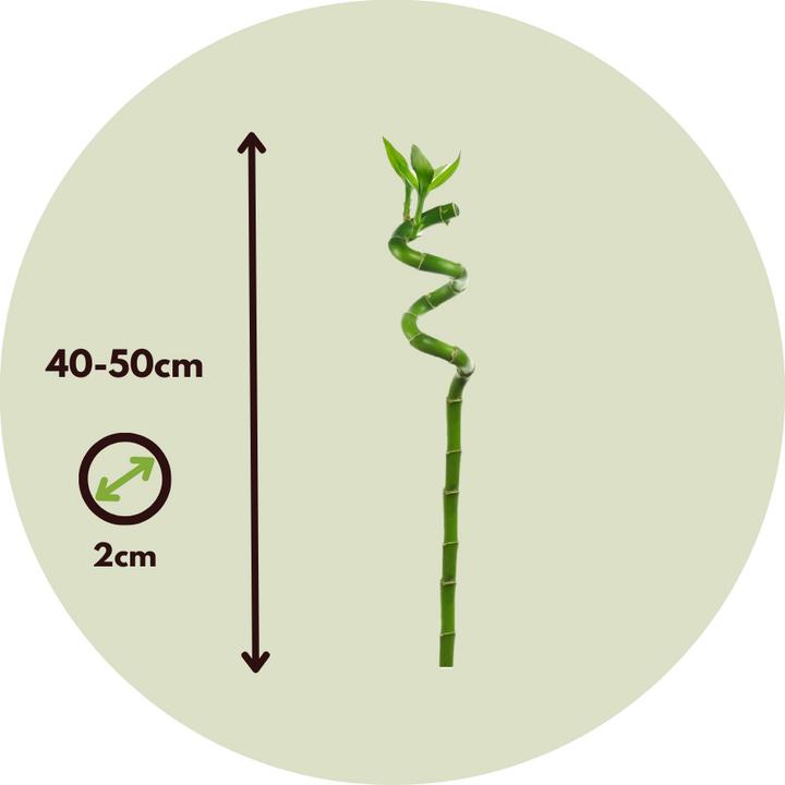 Actual product image Plant in a Box Dracaena sanderiana - Set of 12 Lucky Bamboo (40 cm)