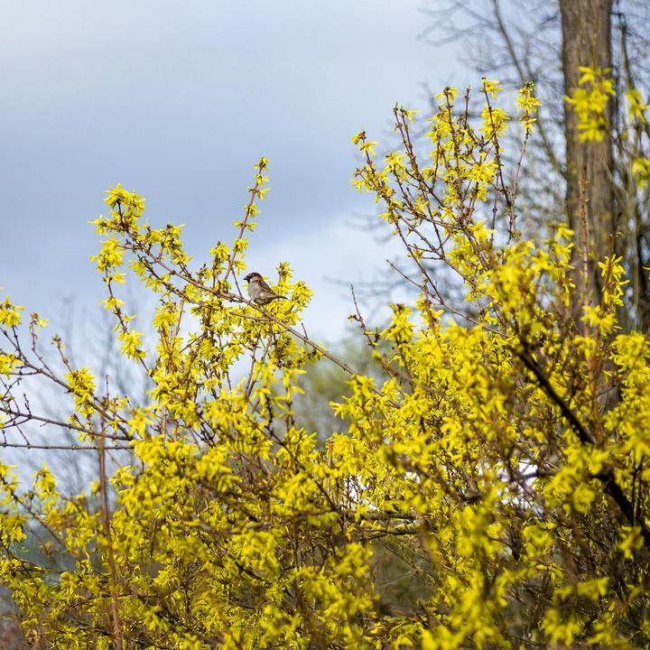Immagine prodotto Plant in a Box Forsythia intermedia 'Minigold' - Set di 4 Forsythia (25 cm)