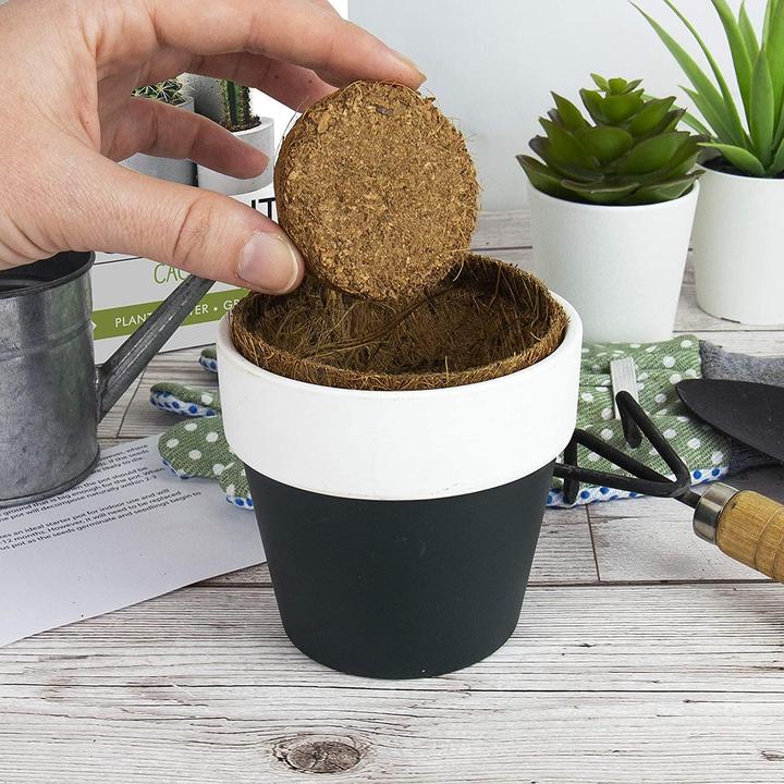 Produktbild Gift Republic Grow it Kaktus - Wohndekoration