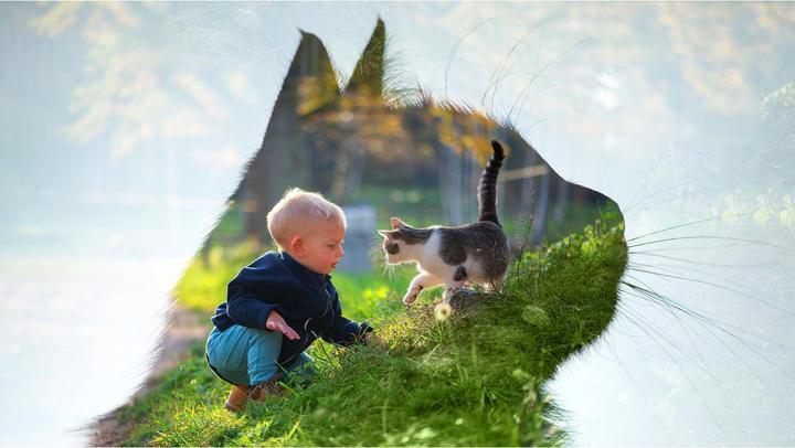 Actual product image Adobe Premiere Elements 2022 (1 User, unlimited)