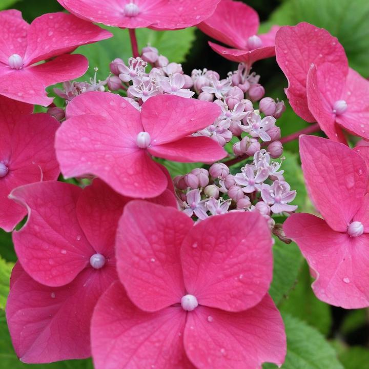 Immagine prodotto Plant in a Box Ortensia macrophylla teller 'Red Bull' - Set di 3 ortensie (25 cm)