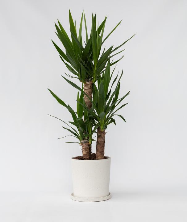 Image du produit Plant in a Box Yucca Elephantipes - Palmlelie (70 cm)