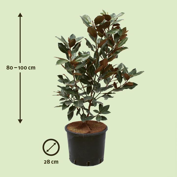 Actual product image Zulauf Magnolia (100 cm)