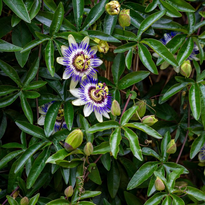 Actual product image Plant in a Box Passiflora edulis 'Frederick' - set of 3 passion flowers (40 cm)