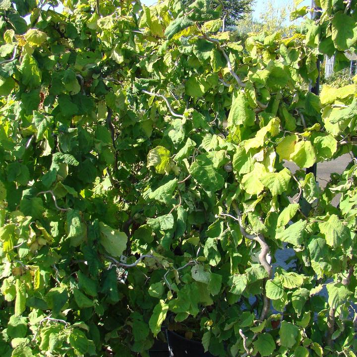 Immagine prodotto Zulauf Korkenzieher-Hasel / Corylus avellana 'Contorta' (80 cm)