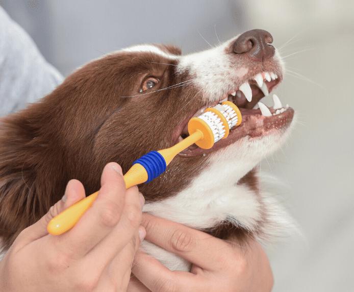 Produktbild Company of Animals 360° Zahnbürste Hunde (Hund)