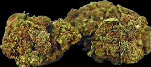 Actual product image Herba di Berna Mango Haze (45 g, Outdoor)
