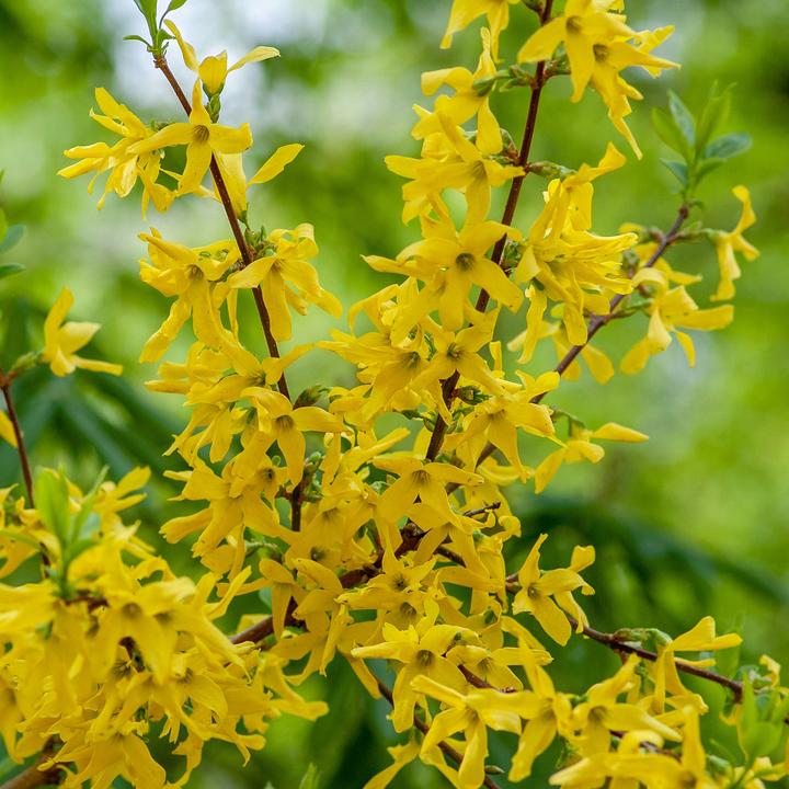 Immagine prodotto Plant in a Box Forsythia intermedia 'Minigold' - Set di 4 Forsythia (25 cm)