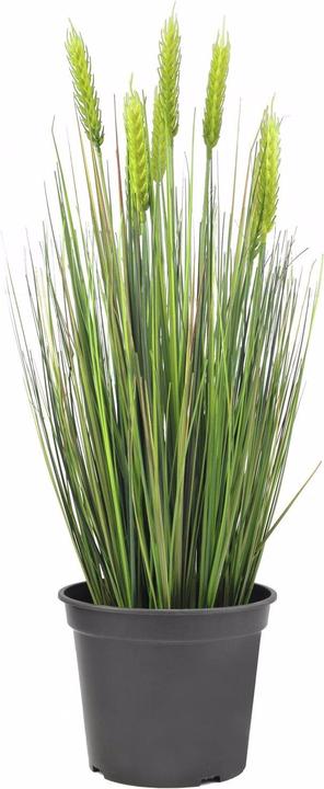 Europalms Wheat early summer (60 cm)