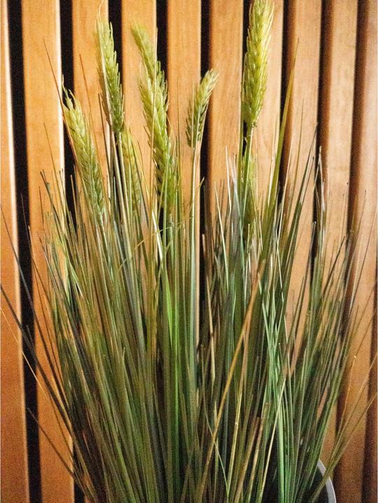 Actual product image Europalms Wheat early summer (60 cm)