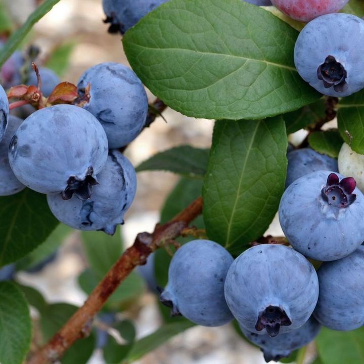 Produktbild Plant in a Box Vaccinium corymbosum 'Sunshine Blue' - 3er Set Blaubeere (25 cm)