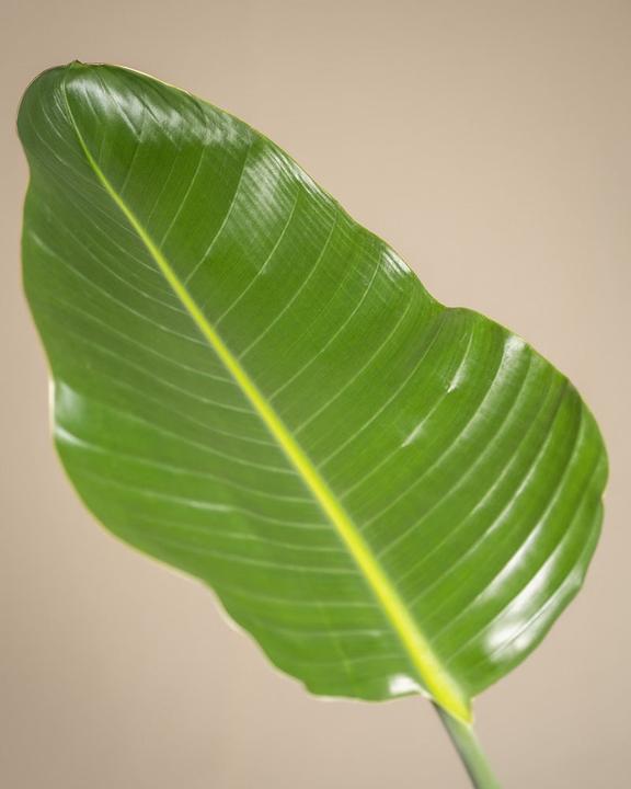 Image du produit feey Strelitzie XL (110 cm, Fraîchement rempotés)