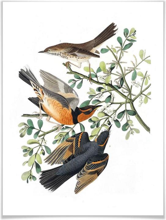 Image du produit Trenddeko Trois grives (50 x 60 cm)