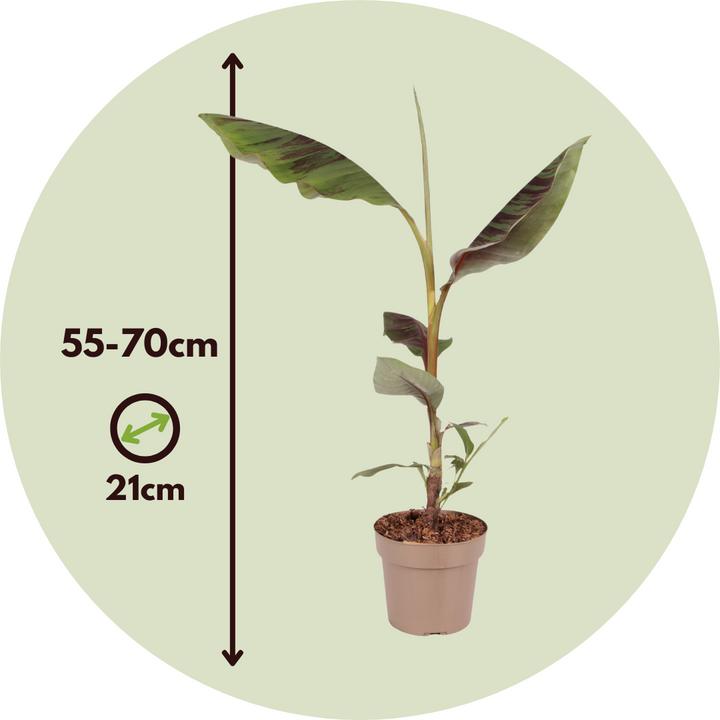 Produktbild Plant in a Box Ensete ventricosum - Bananenpflanzen (55 cm)