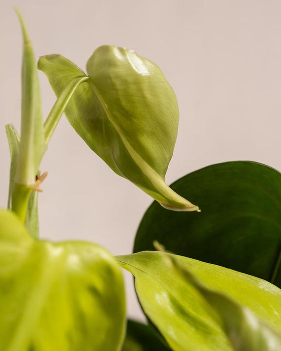 Immagine prodotto feey Philodendron scandens Brasil (25 cm, Appena rinvasata)
